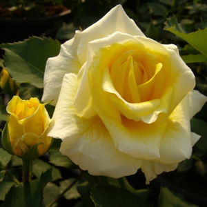 Galben mediu - trandafir pentru straturi Floribunda